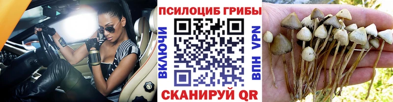 Купить  Исилькуль  Псилоцибиновые грибы GOLDEN TEACHER 